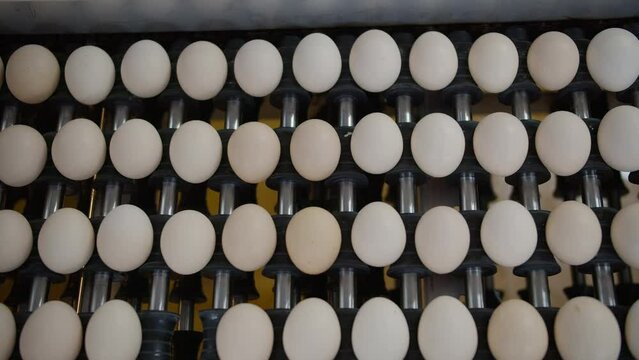 Egg selection, egg production factory