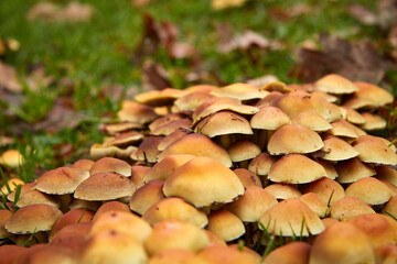 Cluster of small orange colored mushrooms growing on the grass.