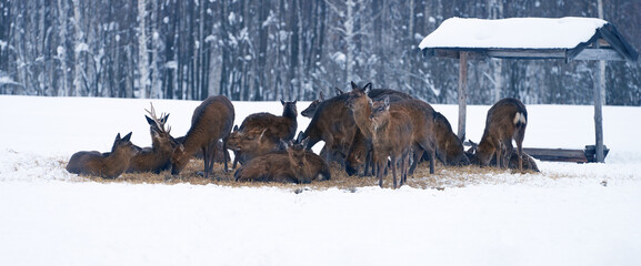 Winter feeding of reindeer with hay. A family of red deer at the feeding trough at the edge of the...