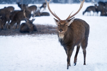 A beautiful noble deer in front of a family of reindeer at a winter rookery. Selective focus..