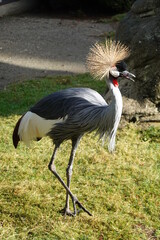Fototapeta premium Grey crowned crane. A spectacular, mostly blue-gray crane with a black-and-white face and a crown of golden-yellow plumes.