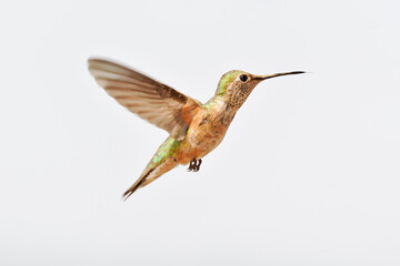 Hummingbird