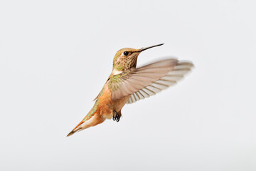 Hummingbird