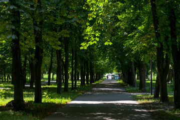Fototapeta na wymiar Chestnut alley in the park at the height of the day.