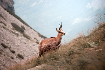 beautiful view of a chamois standing on a mountain range in the Low Tatras during a warm summer day,Low Tatras, Slovakia