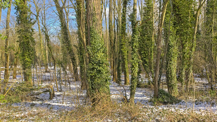 Winter forest with ivy covered tree trunks in the flemish countryside