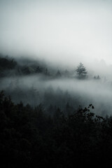 Dark forest hidden in morning fog,mysterious atmosphere, Slovakia