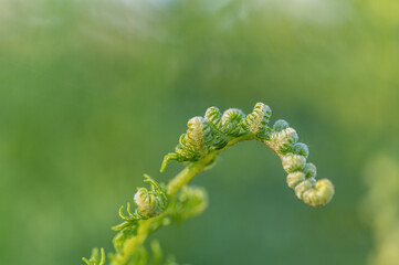 Fern Macro green branch bush of fern in the forest - 562519496