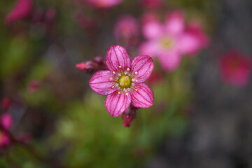 Obraz premium Small pink Saxifrage arendsii flower