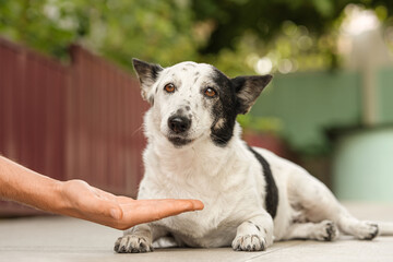 Man's hand giving cute small black and white dog medicine, pills for arthritis. The owner feeds the...