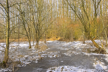Frozen swamp in a  winter forest in Munkzwalm, Flanders, Belgium