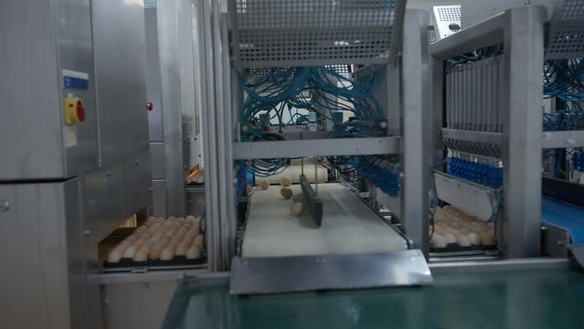 Egg selection, egg production factory
