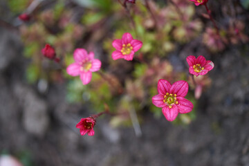Small pink Saxifrage arendsii flower