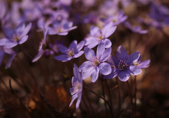 Fototapeta na wymiar Wiosenne kwiaty- Przylaszczka