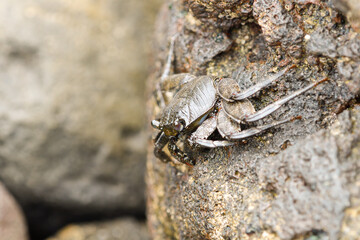 Close-up of Moorish crab among the volcanic rocks of La Graciosa