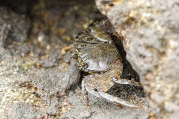 Close-up of Moorish crab among the volcanic rocks of La Graciosa