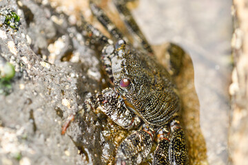 Close-up of Moorish crab among the volcanic rocks of La Graciosa