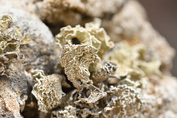 Close-up of lichen on volcanic rock at Playa La Cocina
