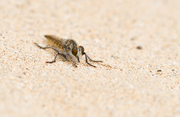 closeup of a robber fly perched on the sand of Playa La Cocina