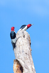 Two Red Headed Woodpeckers on Top of a Tree