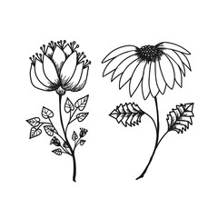 Daisy Monochrome Lineart Flower Tattoo Illustrations