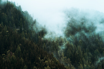 Moody cloudy, foggy forest during summer, autumn, amazing background with mood. Green spruce forest with white fog in mountains after rain. 