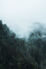 Moody cloudy, foggy forest during summer, autumn, amazing background with mood. Green spruce forest with white fog in mountains after rain. 
