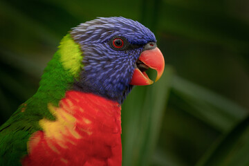 rainbow lorikeet parrot