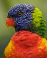 rainbow lorikeet parrot