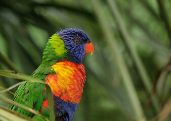 rainbow lorikeet parrot