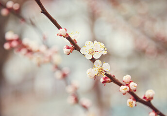 Branch with beautiful white Spring Apricot Flowers on Tree. Nature scene with flowering apricot on blossom background. Botanical bloom concept.
