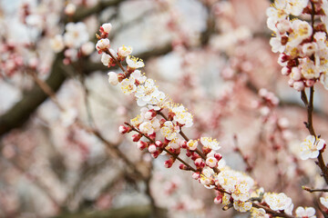 Spring, flowering of trees. Apricot. Spring flowers.