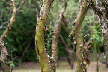 tree trunk called tabaquillo Polylepis australis