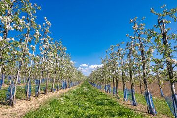 Apple tree orchard plantation in spring against blue sky