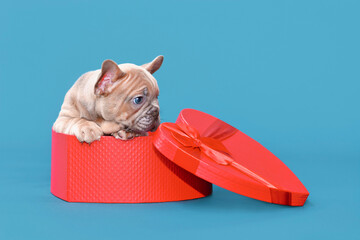 Cute Valentine's day puppy. French Bulldog dog in heart shaped gift box on blue background