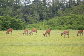 Naklejka na ściany i meble Herd of Red deers ( Cervus elaphus ) female and males in meadow during warm summer evening with lot of green grass. Wildlife shots from wild nature. 