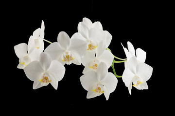 Naklejka na ściany i meble white phalaenopsis orchid flowers on a stem, isolated on a transparent background