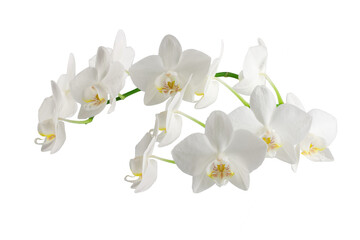 white phalaenopsis orchid flowers on a stem, isolated on a transparent background - Powered by Adobe