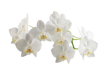 Obraz na płótnie Canvas white phalaenopsis orchid flowers on a stem, isolated on a transparent background