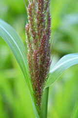 In the field, as weeds grow Echinochloa crus-galli