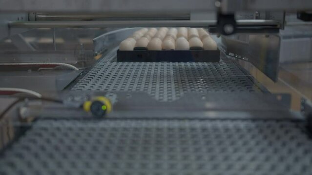 Egg selection, egg production factory