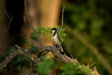 Titmouse, tomtit bird in forest is sitting on branch with nice warm light during summer or spring.