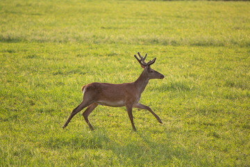 Red deer ( Cervus elaphus ) male with growing antlers in meadow during warm summer evening with lot of green grass. Wildlife shots from wild nature. 