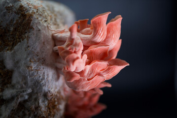 Pink Oyster Mushrooms © Angelica Glass