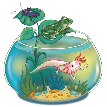 Aquarium, plant and beetle, frog and axolotl