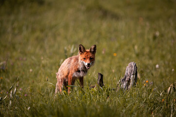 Fox on the hunt in nature, wildlife shot during summer with nice colors and grass around. Fox is looking for food on meadow near a forest. 