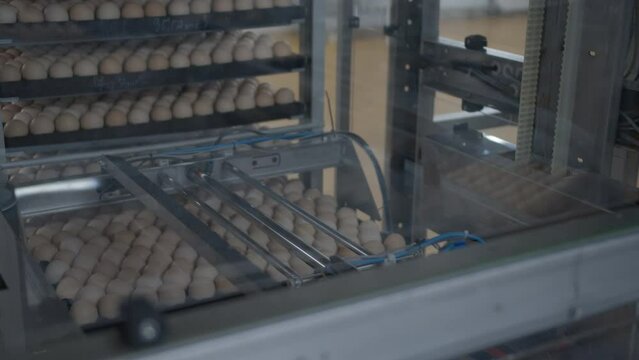 Egg selection, egg production factory