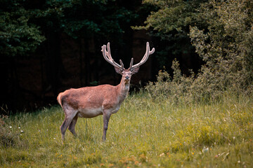 Naklejka na ściany i meble Red deer during summer with growing antlers in meadow near forest, wildlife shot of beautiful animal, close up view. 