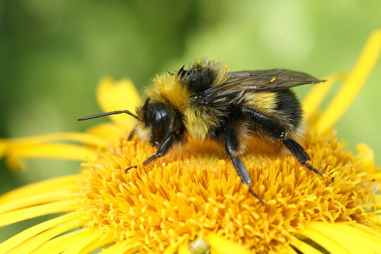 Colorful closeup on a Bohemian Cuckoo bumblebee, Bombus bohemicus, sitting on a yellow flower