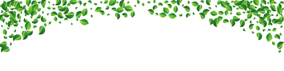 Lime Leaf Fresh Vector Panoramic White